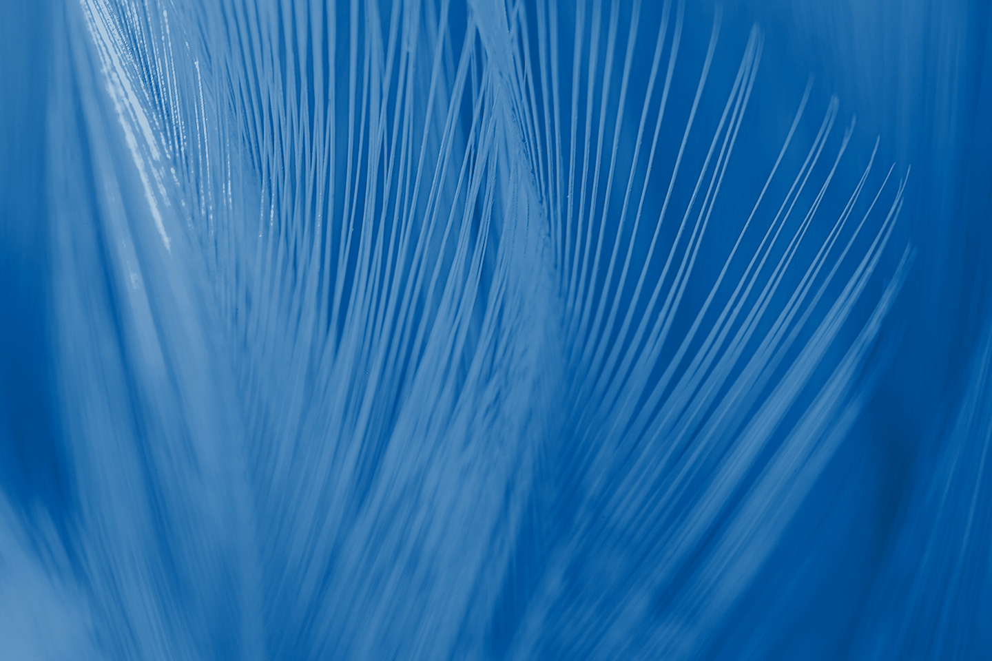 Emerging Markets Equity